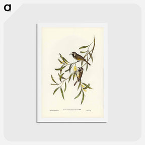 アートポストカード-White-fronted Honey-eater
 - ジョン グールド Postcard.