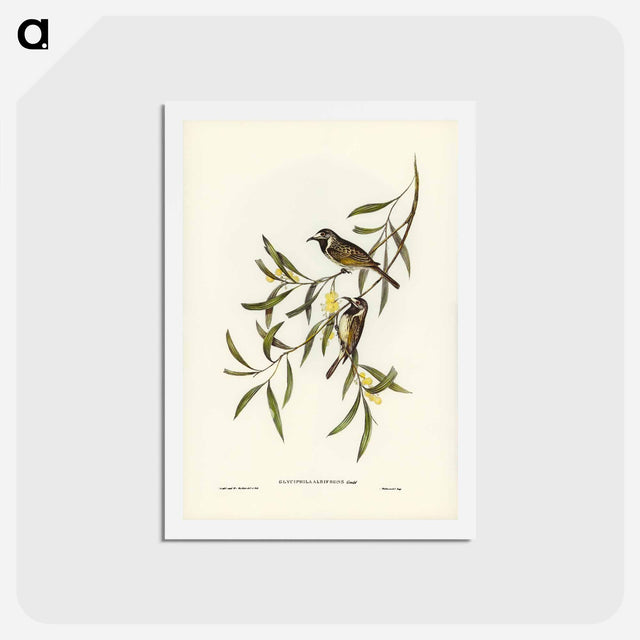 アートポストカード-White-fronted Honey-eater
 - ジョン グールド Postcard.