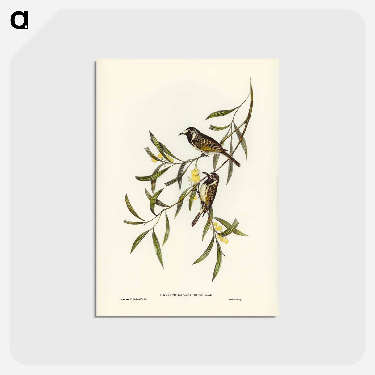 アートポストカード-White-fronted Honey-eater
 - ジョン グールド Postcard.