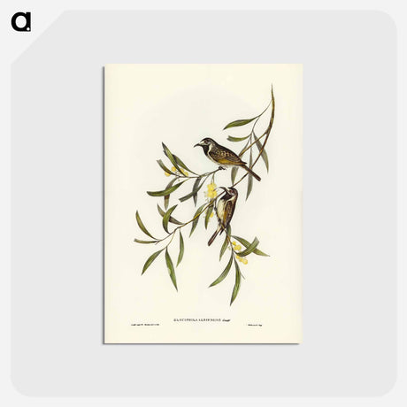 アートポストカード-White-fronted Honey-eater
 - ジョン グールド Postcard.