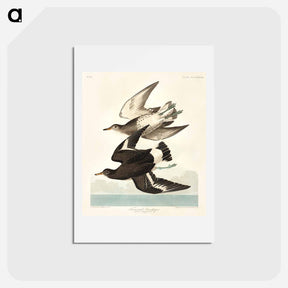 アートポストカード-Townsend's Sandpiper
 - ジョン ジェームス オーデュボン Postcard.