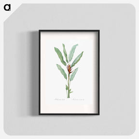 アートポスター-Parrot heliconia illustration - ピエール ジョゼフ ルドゥーテ Poster.