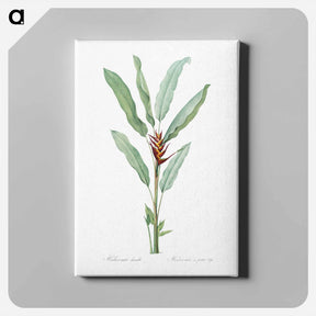 アートパネル-Parrot heliconia illustration - ピエール ジョゼフ ルドゥーテ Canvas.