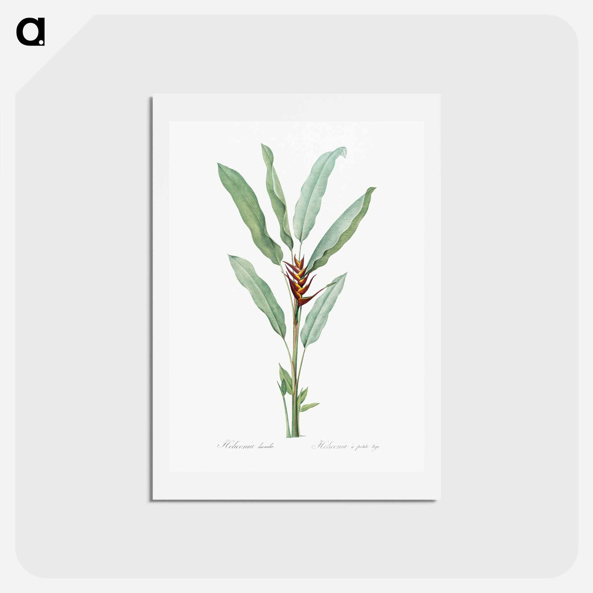 アートポストカード-Parrot heliconia illustration - ピエール ジョゼフ ルドゥーテ Postcard.