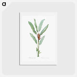 アートポストカード-Parrot heliconia illustration - ピエール ジョゼフ ルドゥーテ Postcard.