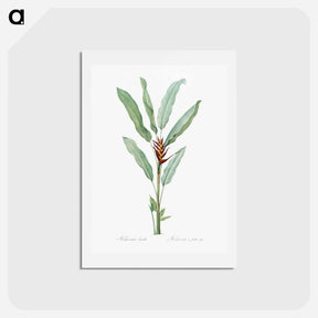 アートポストカード-Parrot heliconia illustration - ピエール ジョゼフ ルドゥーテ Postcard.