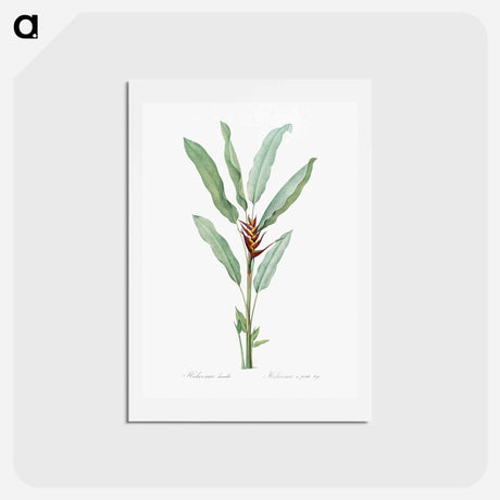 アートポストカード-Parrot heliconia illustration - ピエール ジョゼフ ルドゥーテ Postcard.