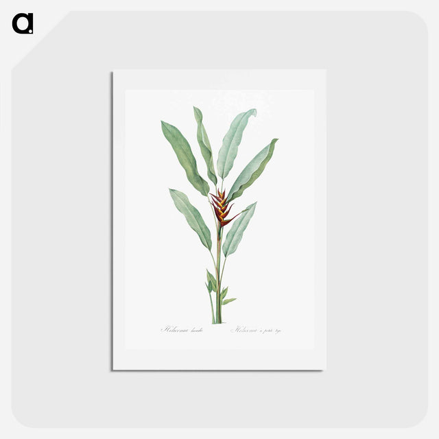 アートポストカード-Parrot heliconia illustration - ピエール ジョゼフ ルドゥーテ Postcard.