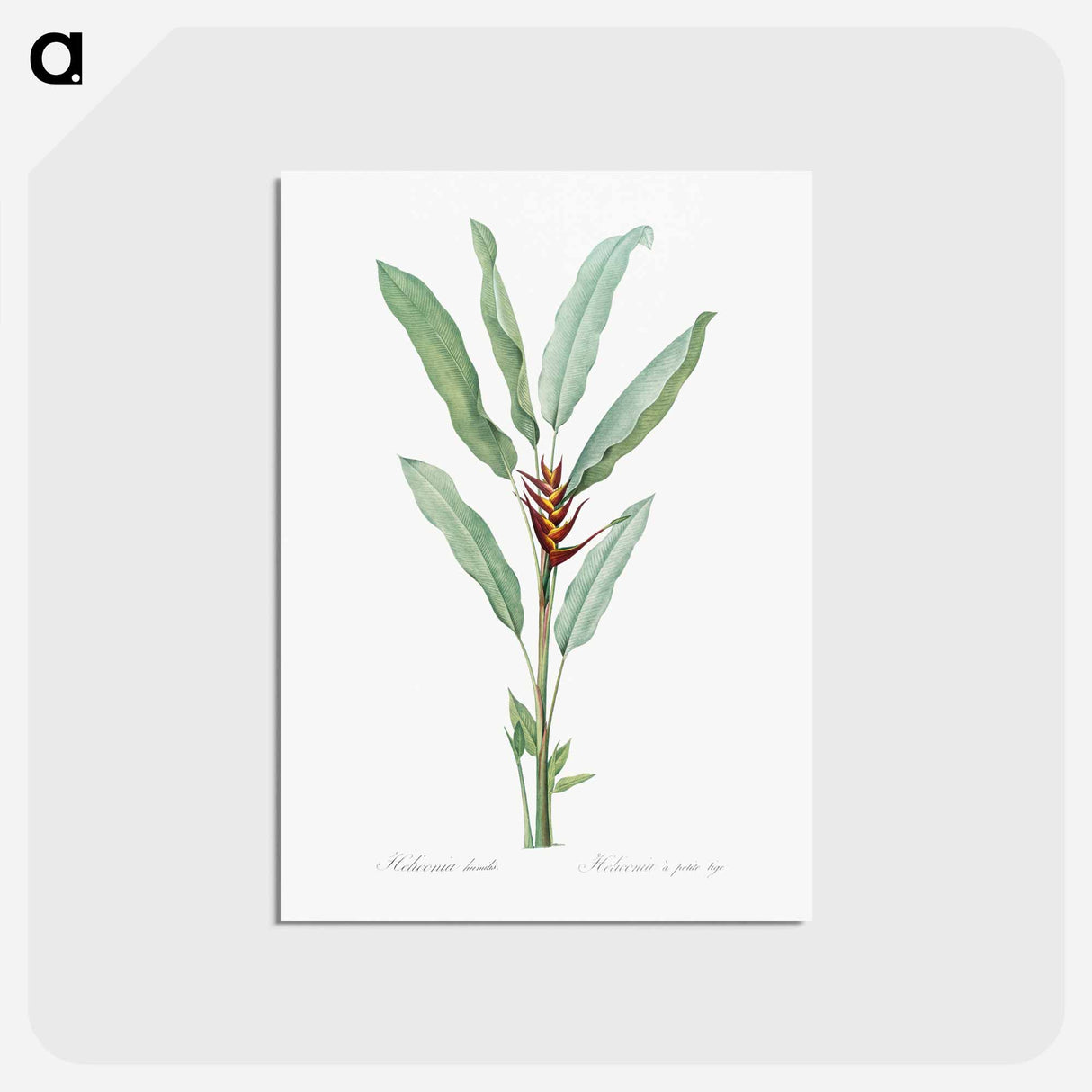 アートポストカード-Parrot heliconia illustration - ピエール ジョゼフ ルドゥーテ Postcard.
