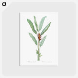 アートポストカード-Parrot heliconia illustration - ピエール ジョゼフ ルドゥーテ Postcard.