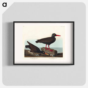 アートポスター-White-legged Oyster-catcher, or Slender-billed Oyster-catcher
 - アメリカの鳥たち Poster.
