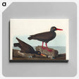 アートパネル-White-legged Oyster-catcher, or Slender-billed Oyster-catcher
 - アメリカの鳥たち Canvas.