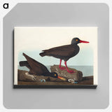 アートパネル-White-legged Oyster-catcher, or Slender-billed Oyster-catcher
 - アメリカの鳥たち Canvas.