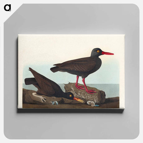 アートパネル-White-legged Oyster-catcher, or Slender-billed Oyster-catcher
 - アメリカの鳥たち Canvas.