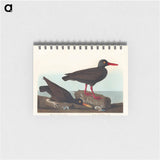 アートメモ帳-White-legged Oyster-catcher, or Slender-billed Oyster-catcher
 - アメリカの鳥たち Memo.