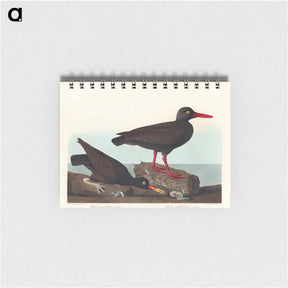 アートメモ帳-White-legged Oyster-catcher, or Slender-billed Oyster-catcher
 - アメリカの鳥たち Memo.
