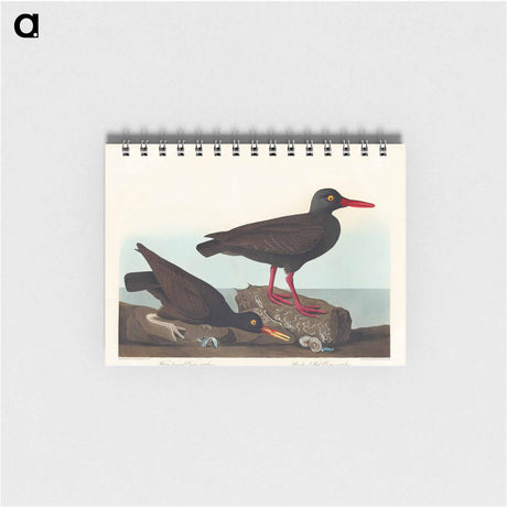 アートメモ帳-White-legged Oyster-catcher, or Slender-billed Oyster-catcher
 - アメリカの鳥たち Memo.