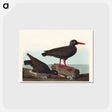 アートポストカード-White-legged Oyster-catcher, or Slender-billed Oyster-catcher
 - アメリカの鳥たち Postcard.