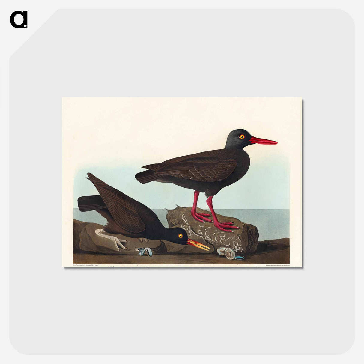 アートポストカード-White-legged Oyster-catcher, or Slender-billed Oyster-catcher
 - アメリカの鳥たち Postcard.