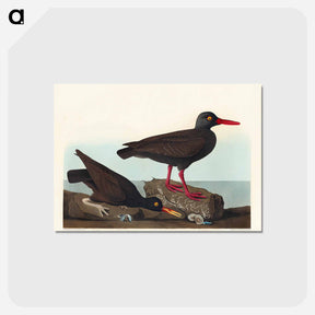 アートポストカード-White-legged Oyster-catcher, or Slender-billed Oyster-catcher
 - アメリカの鳥たち Postcard.