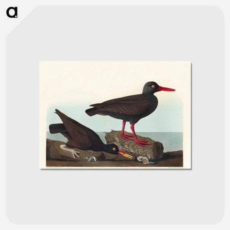 アートポストカード-White-legged Oyster-catcher, or Slender-billed Oyster-catcher
 - アメリカの鳥たち Postcard.