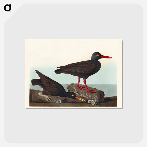 White-legged Oyster-catcher, or Slender-billed Oyster-catcher
 - アメリカの鳥たち Postcard.