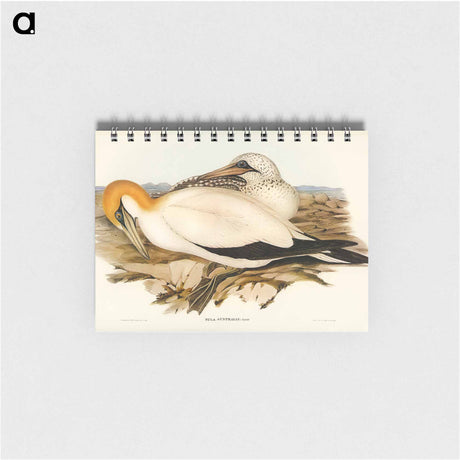 アートメモ帳-Australian Gannet
 - オーストラリアの鳥 Memo.