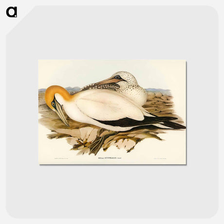アートポストカード-Australian Gannet
 - オーストラリアの鳥 Postcard.