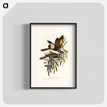 White-pinioned Honey-eater
 - ジョン グールド Poster.