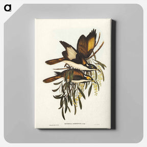 アートパネル-White-pinioned Honey-eater
 - ジョン グールド Canvas.