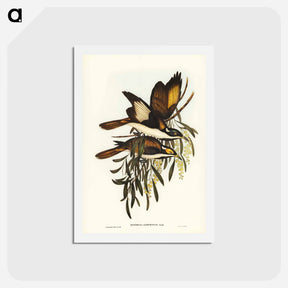アートポストカード-White-pinioned Honey-eater
 - ジョン グールド Postcard.