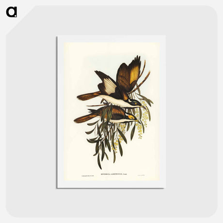 アートポストカード-White-pinioned Honey-eater
 - ジョン グールド Postcard.