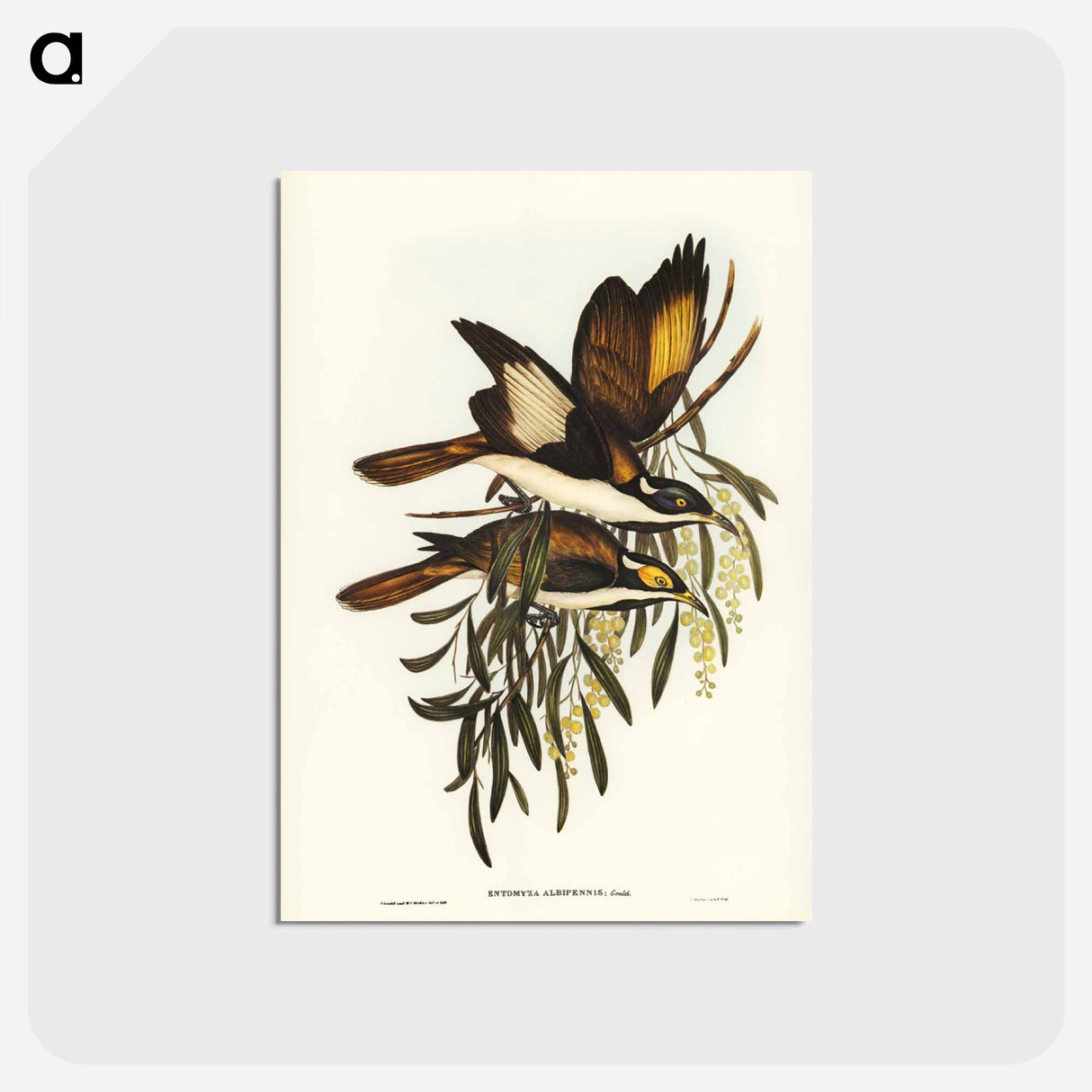 アートポストカード-White-pinioned Honey-eater
 - ジョン グールド Postcard.