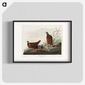 アートポスター-Blue-headed Pigeon
 - ジョン ジェームス オーデュボン Poster.