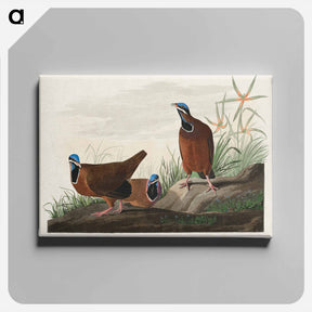 アートパネル-Blue-headed Pigeon
 - ジョン ジェームス オーデュボン Canvas.