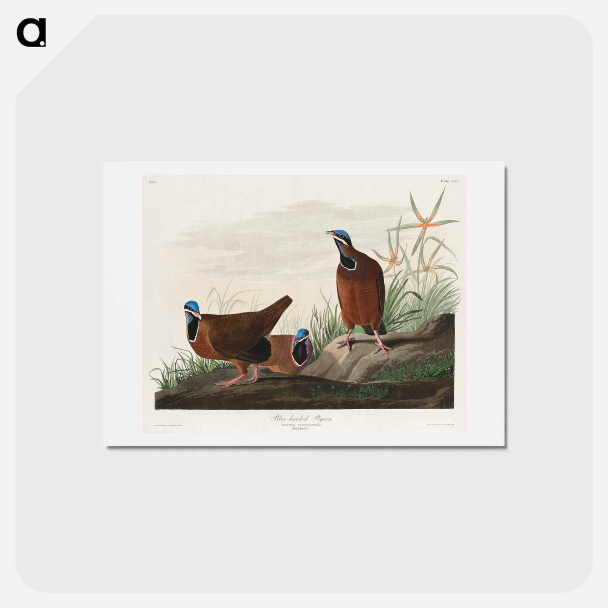 アートポストカード-Blue-headed Pigeon
 - ジョン ジェームス オーデュボン Postcard.