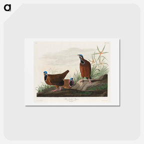 アートポストカード-Blue-headed Pigeon
 - ジョン ジェームス オーデュボン Postcard.