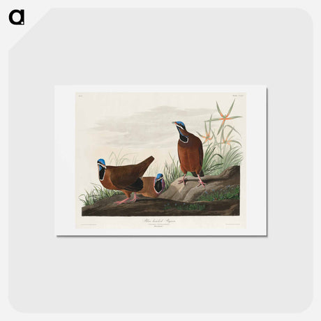 アートポストカード-Blue-headed Pigeon
 - ジョン ジェームス オーデュボン Postcard.