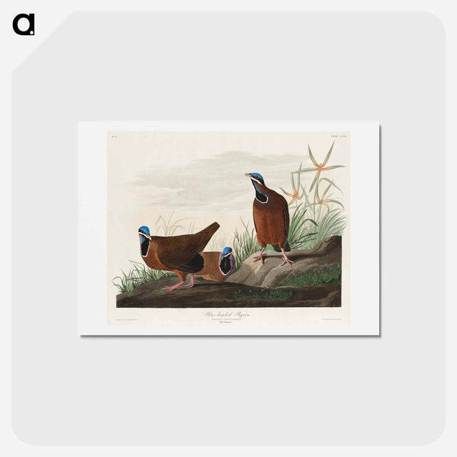 アートポストカード-Blue-headed Pigeon
 - ジョン ジェームス オーデュボン Postcard.