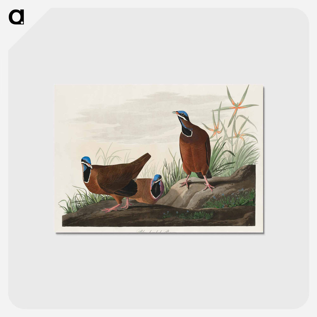 アートポストカード-Blue-headed Pigeon
 - ジョン ジェームス オーデュボン Postcard.