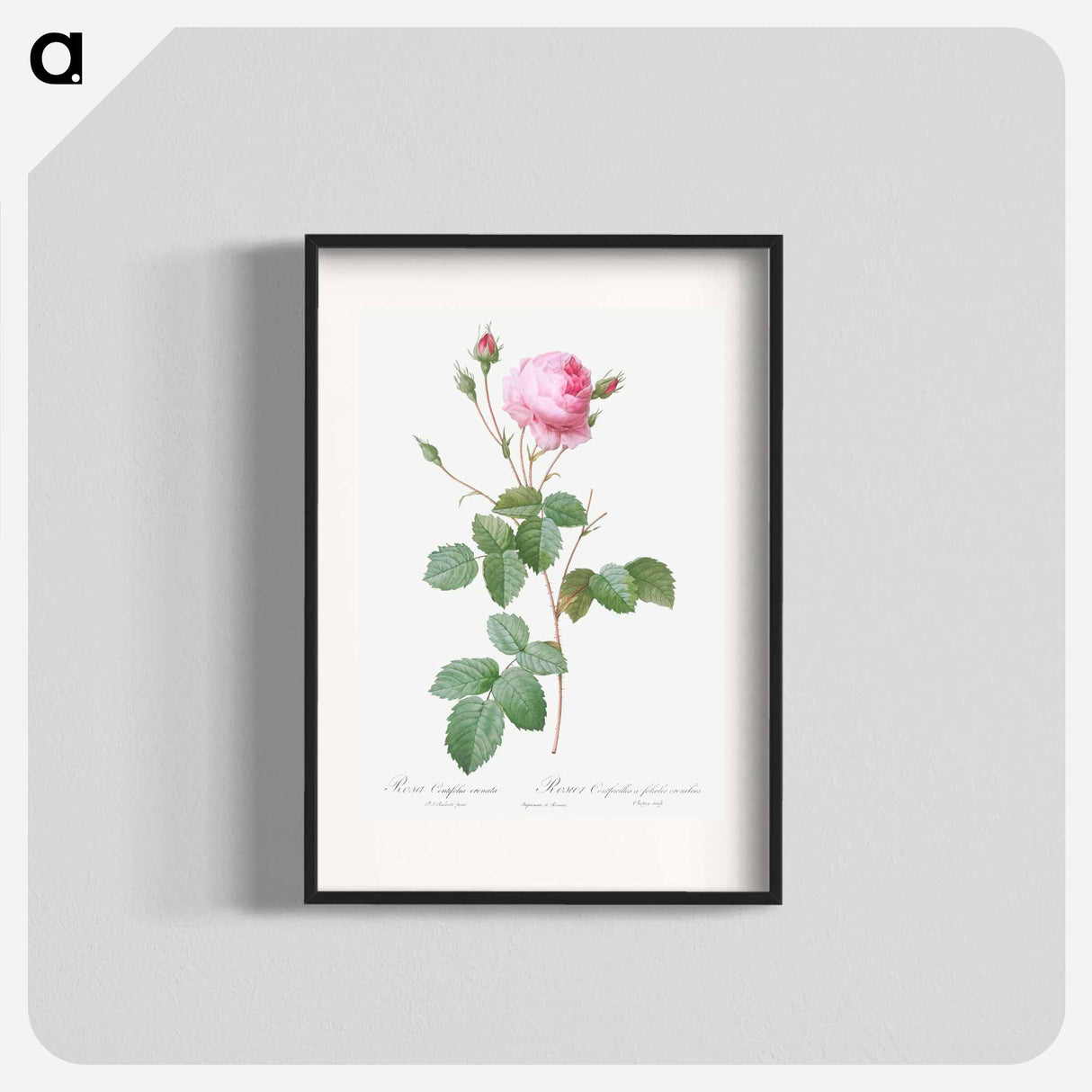 Crenate-Leaved Cabbage Rose - ピエール ジョゼフ ルドゥーテ Poster.