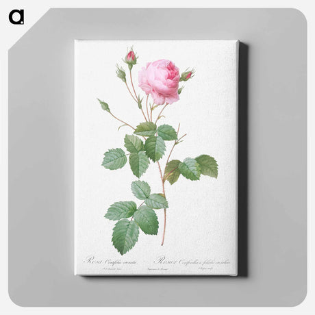 アートパネル-Crenate-Leaved Cabbage Rose - ピエール ジョゼフ ルドゥーテ Canvas.