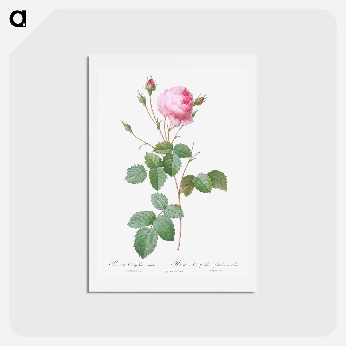アートポストカード-Crenate-Leaved Cabbage Rose - ピエール ジョゼフ ルドゥーテ Postcard.
