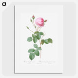 Crenate-Leaved Cabbage Rose - ピエール ジョゼフ ルドゥーテ Poster.