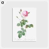 アートポストカード-Crenate-Leaved Cabbage Rose - ピエール ジョゼフ ルドゥーテ Postcard.