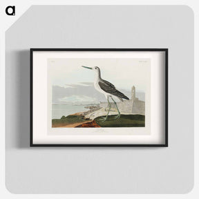 アートポスター-Greenshank from Birds of America
 - アメリカの鳥たち Poster.