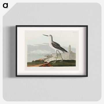 Greenshank from Birds of America
 - アメリカの鳥たち Poster.
