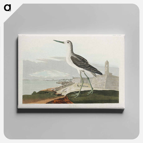 アートパネル-Greenshank from Birds of America
 - アメリカの鳥たち Canvas.