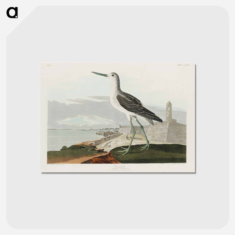 アートポストカード-Greenshank from Birds of America
 - アメリカの鳥たち Postcard.