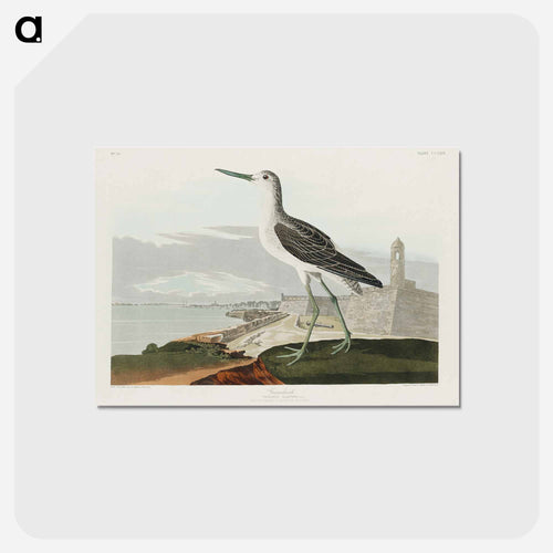 Greenshank from Birds of America
 - アメリカの鳥たち Postcard.